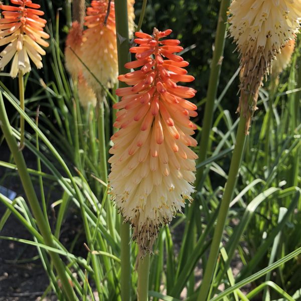 KNIPHOFIA PYROMANIA HOT AND COLD RED HOT POKER