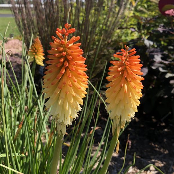 KNIPHOFIA PYROMANIA HOT AND COLD RED HOT POKER