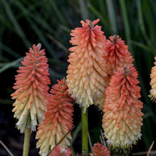 KNIPHOFIA PYROMANIA HOT AND COLD RED HOT POKER