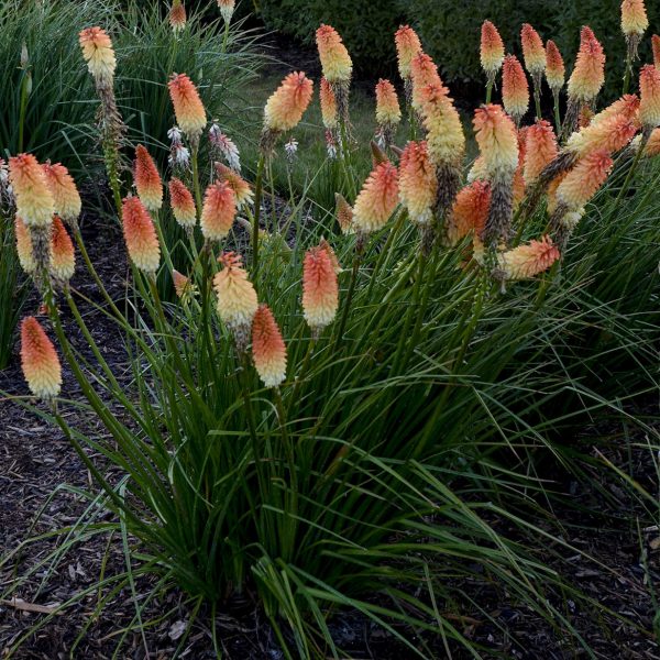 KNIPHOFIA PYROMANIA HOT AND COLD RED HOT POKER