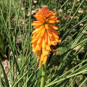 KNIPHOFIA PYROMANIA ORANGE BLAZE RED HOT POKER