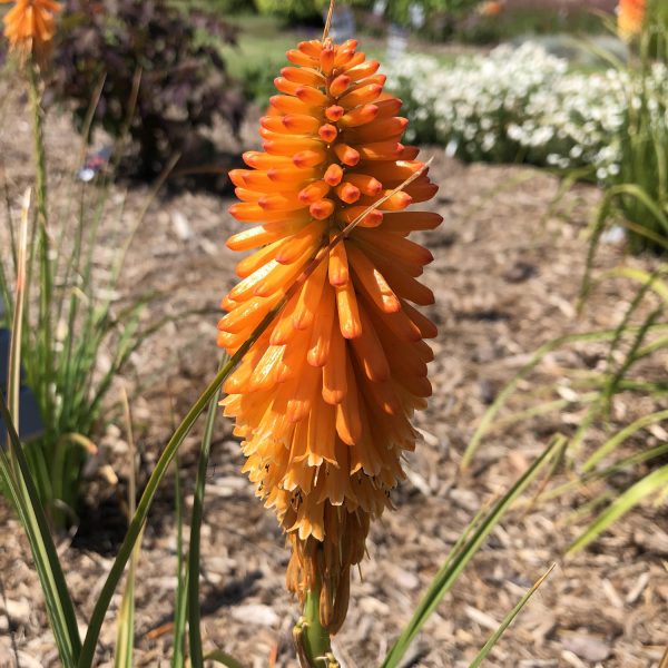 KNIPHOFIA PYROMANIA ORANGE BLAZE RED HOT POKER