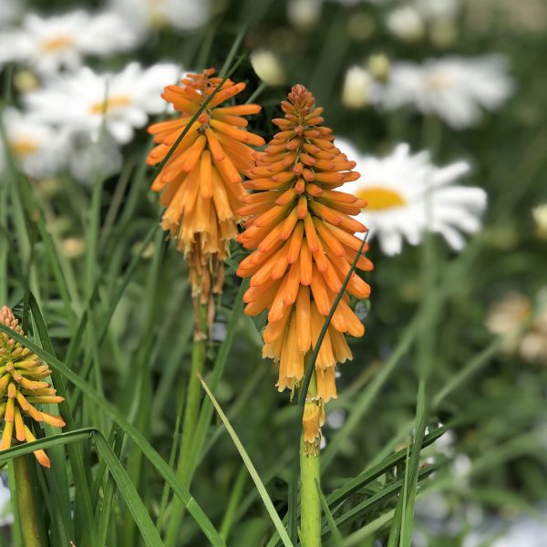 KNIPHOFIA PYROMANIA ORANGE BLAZE RED HOT POKER