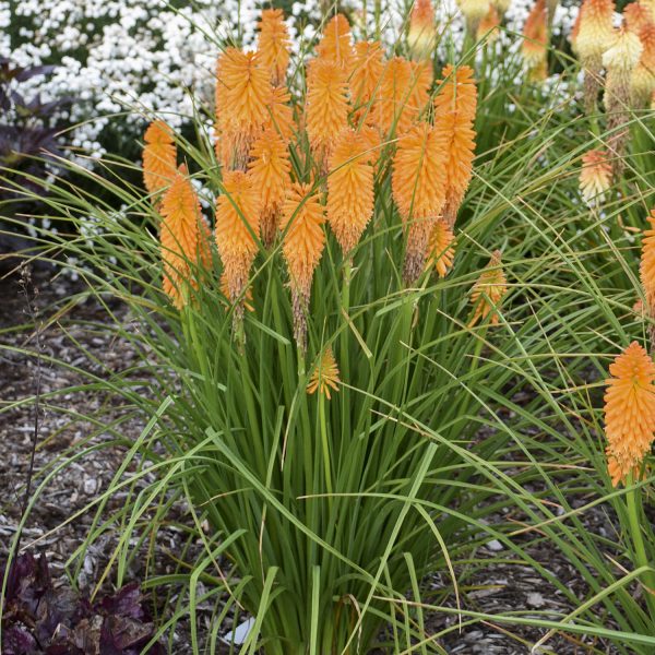 KNIPHOFIA PYROMANIA ORANGE BLAZE RED HOT POKER