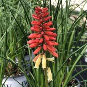 KNIPHOFIA PYROMANIA ROCKETS RED GLARE RED HOT POKER