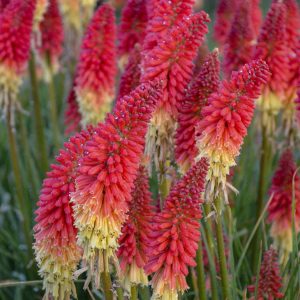 KNIPHOFIA PYROMANIA ROCKETS RED GLARE RED HOT POKER