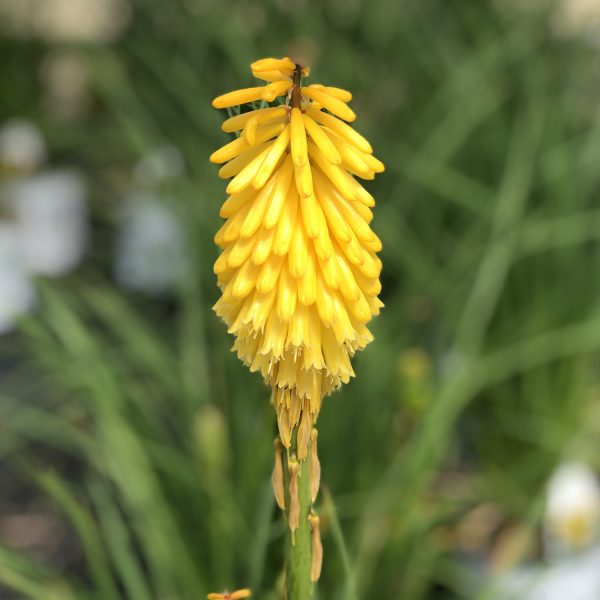 KNIPHOFIA PYROMANIA SOLAR FLARE RED HOT POKER