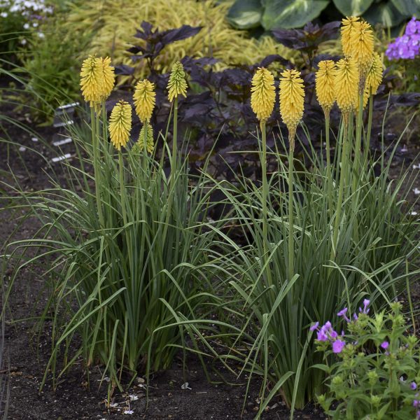 KNIPHOFIA PYROMANIA SOLAR FLARE RED HOT POKER