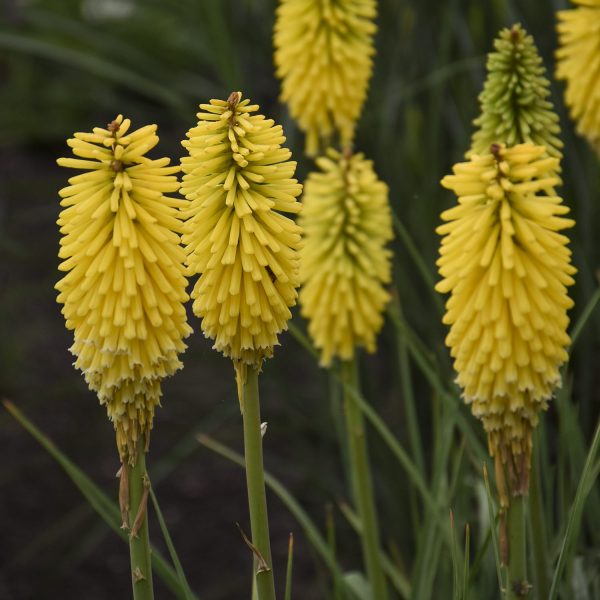 KNIPHOFIA PYROMANIA SOLAR FLARE RED HOT POKER