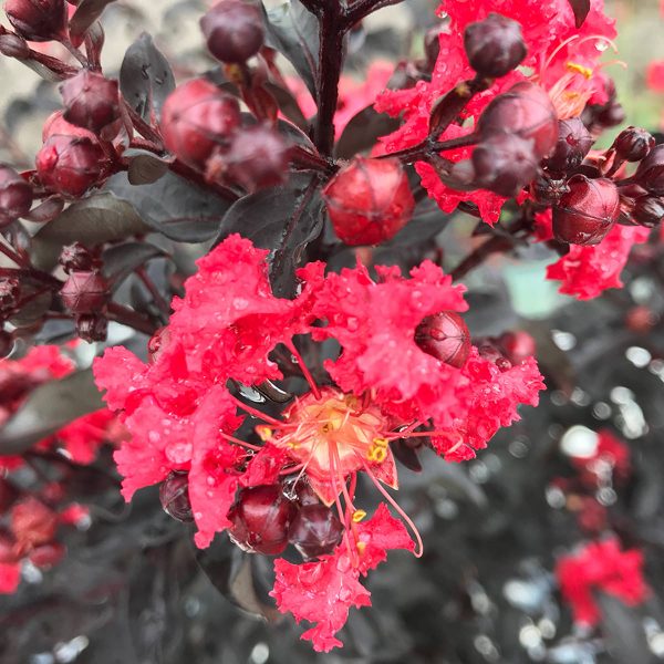 LAGERSTROEMIA CENTER STAGE RED CRAPEMYRTLE