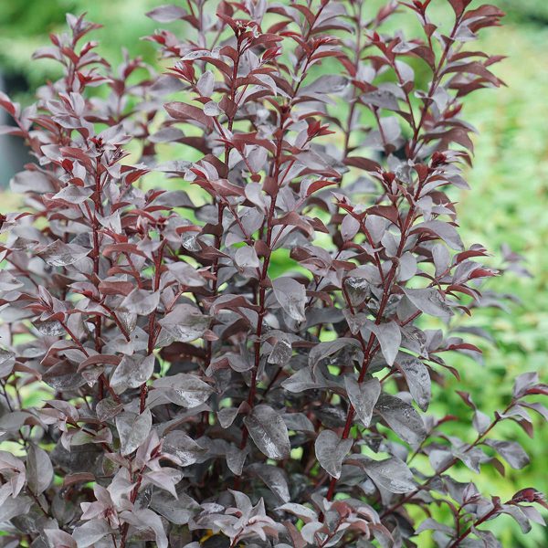 LAGERSTROEMIA CENTER STAGE RED CRAPEMYRTLE