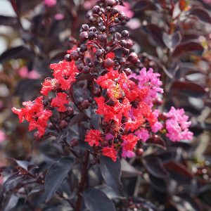 LAGERSTROEMIA CENTER STAGE RED CRAPEMYRTLE