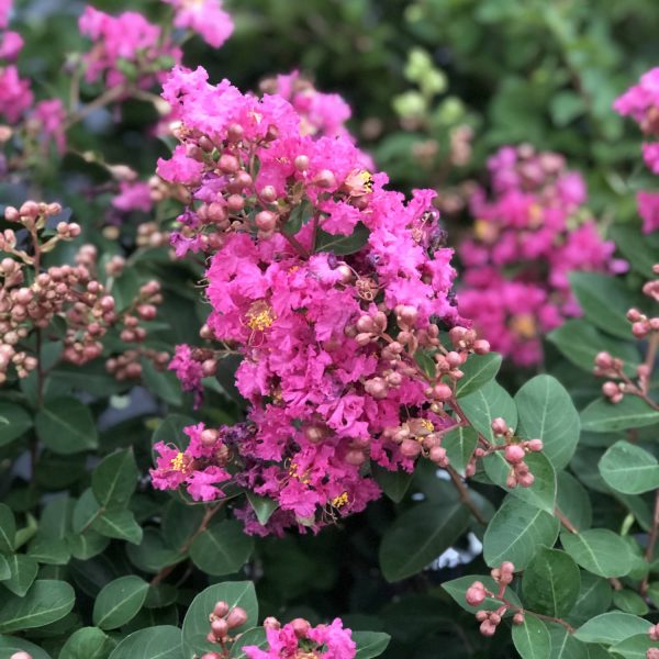 LAGERSTROEMIA INFINITINI BRITE PINK CRAPEMYRTLE