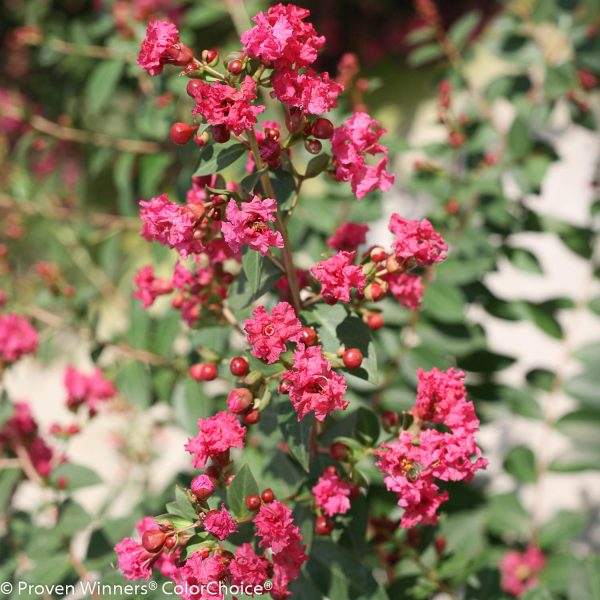 LAGERSTROEMIA INFINITINI BRITE PINK CRAPEMYRTLE