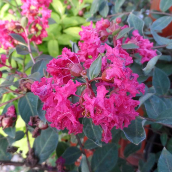 LAGERSTROEMIA INFINITINI MAGENTA CRAPEMYRTLE