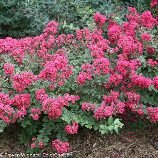 LAGERSTROEMIA INFINITINI MAGENTA CRAPEMYRTLE