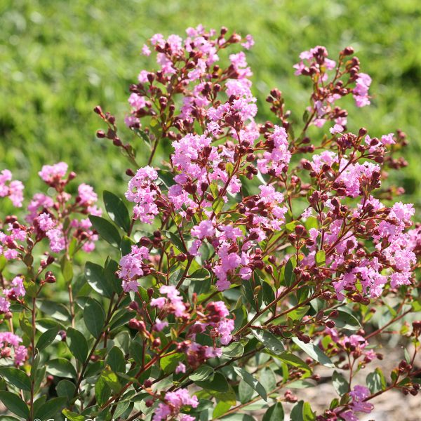 LAGERSTROEMIA INFINITINI ORCHID CRAPEMYRTLE