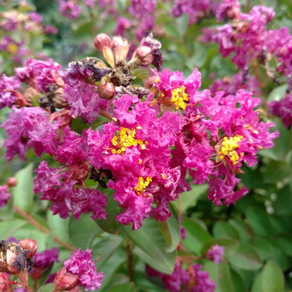 LAGERSTROEMIA INFINITINI PURPLE CRAPEMYRTLE