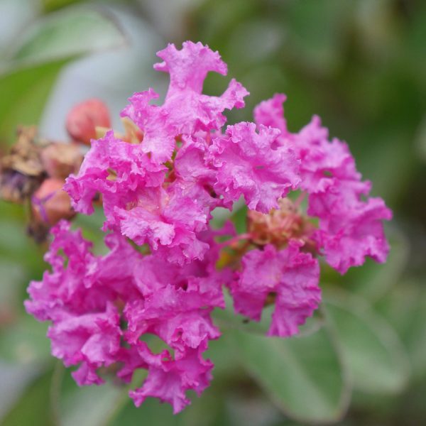 LAGERSTROEMIA INFINITINI PURPLE CRAPEMYRTLE