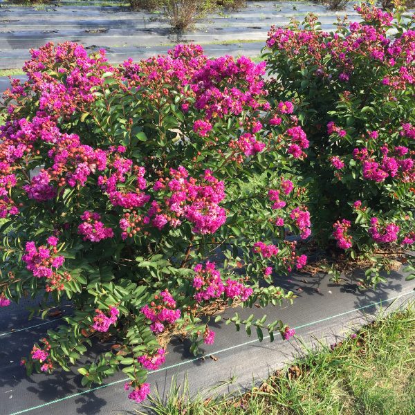 LAGERSTROEMIA INFINITINI PURPLE CRAPEMYRTLE