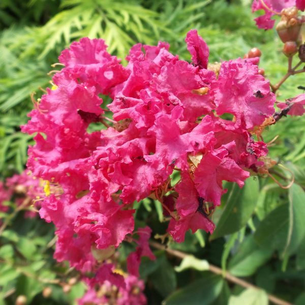 LAGERSTROEMIA INFINITINI WATERMELON CRAPEMYRTLE