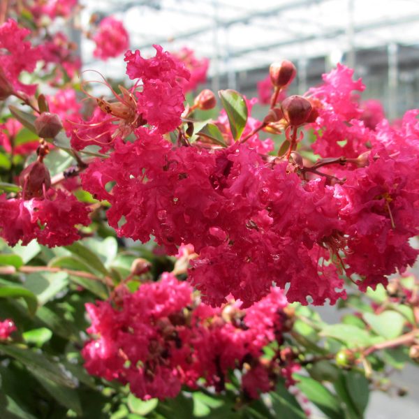 LAGERSTROEMIA INFINITINI WATERMELON CRAPEMYRTLE