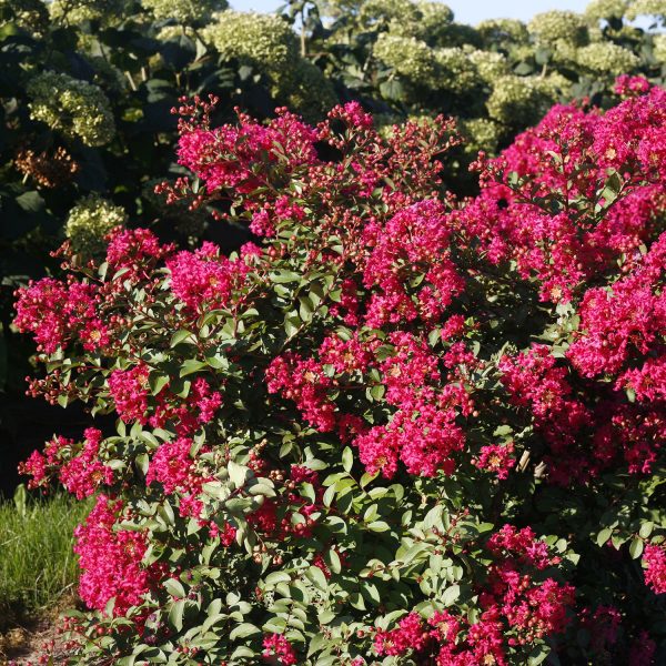 LAGERSTROEMIA INFINITINI WATERMELON CRAPEMYRTLE