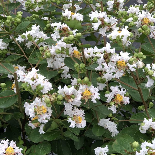 LAGERSTROEMIA INFINITINI WHITE CRAPEMYRTLE