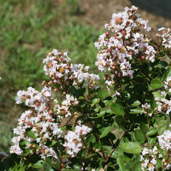 LAGERSTROEMIA INFINITINI WHITE CRAPEMYRTLE