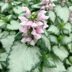 LAMIUM PINK CHABLIS DEAD NETTLE