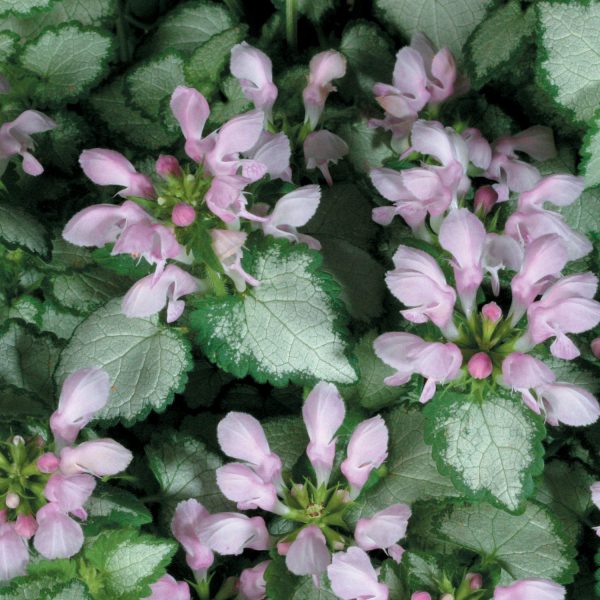 LAMIUM PINK CHABLIS DEAD NETTLE