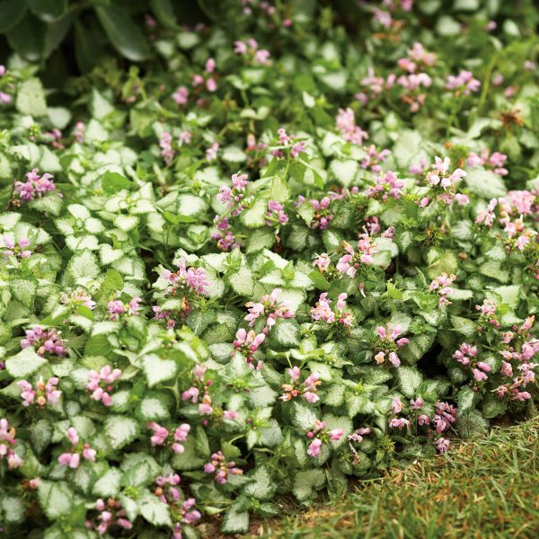 LAMIUM PINK CHABLIS DEAD NETTLE