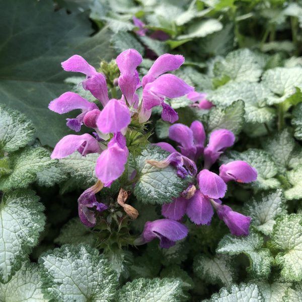 LAMIUM PURPLE CHABLIS DEAD NETTLE