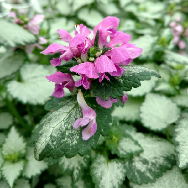 LAMIUM PURPLE CHABLIS DEAD NETTLE