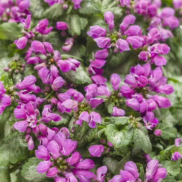 LAMIUM PURPLE CHABLIS DEAD NETTLE