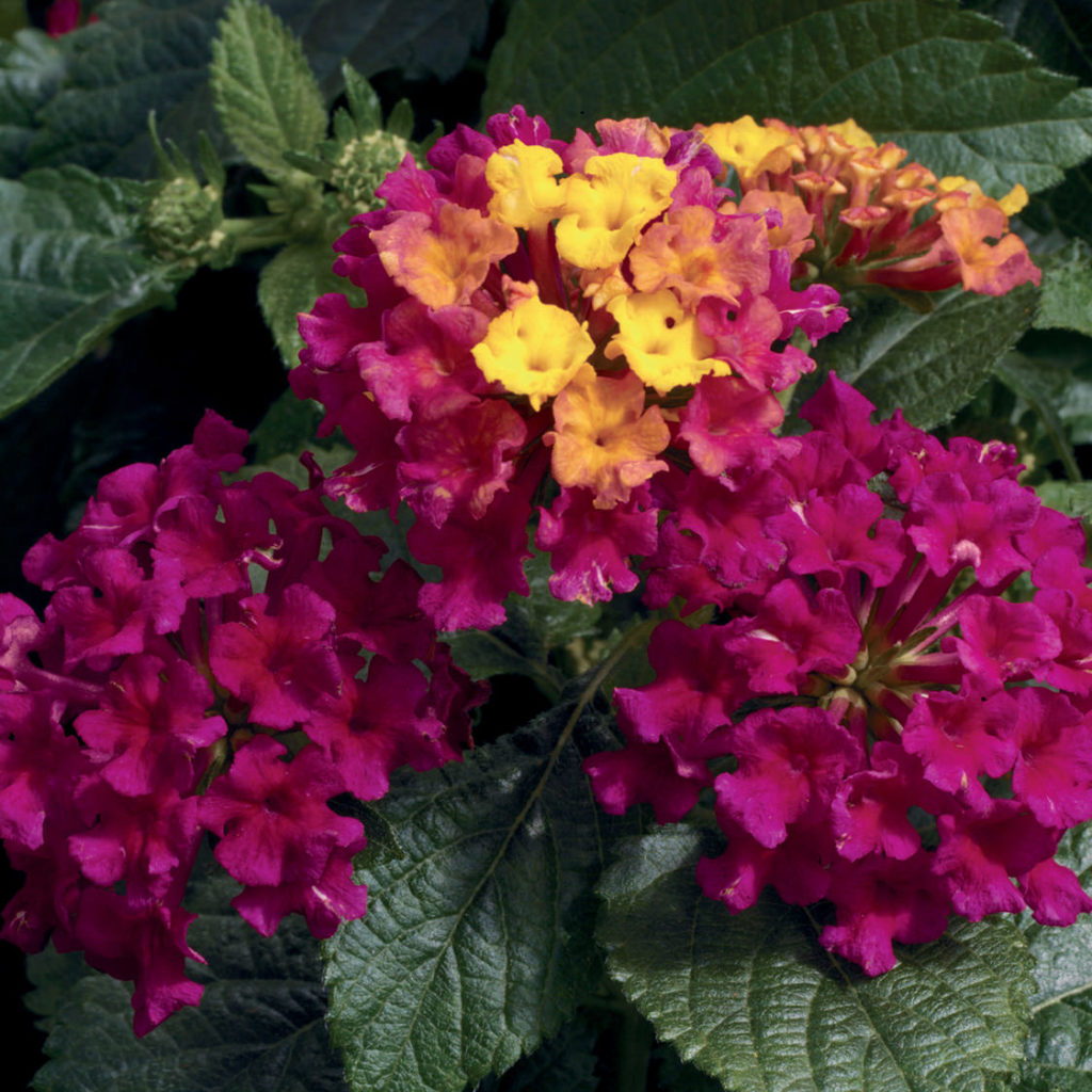 LANTANA BANDANA CHERRY LANTANA