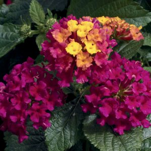 LANTANA BANDANA CHERRY LANTANA