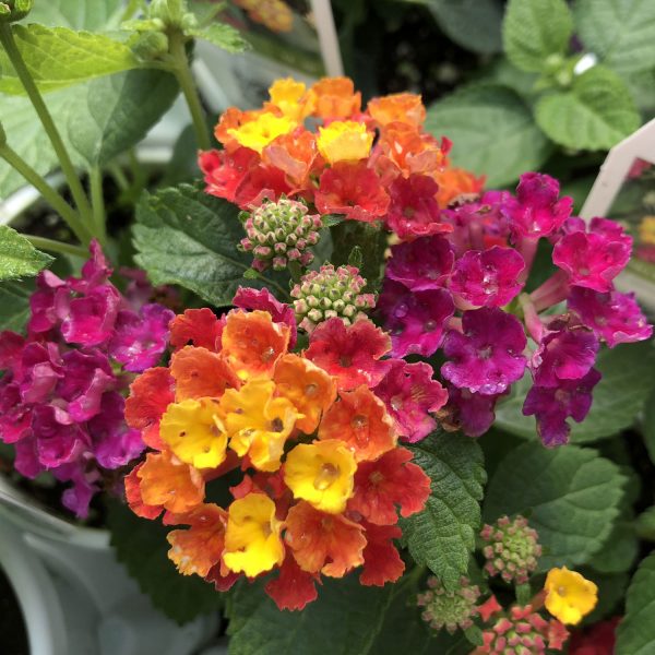 LANTANA BANDANA CHERRY SUNRISE LANTANA