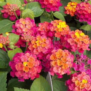 Lantana