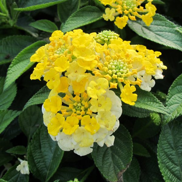 LANTANA BANDANA LEMON ZEST LANTANA
