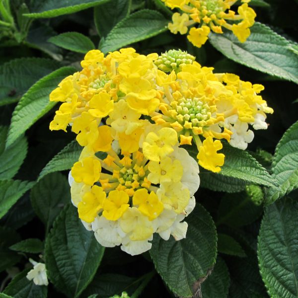 LANTANA BANDANA LEMON ZEST LANTANA