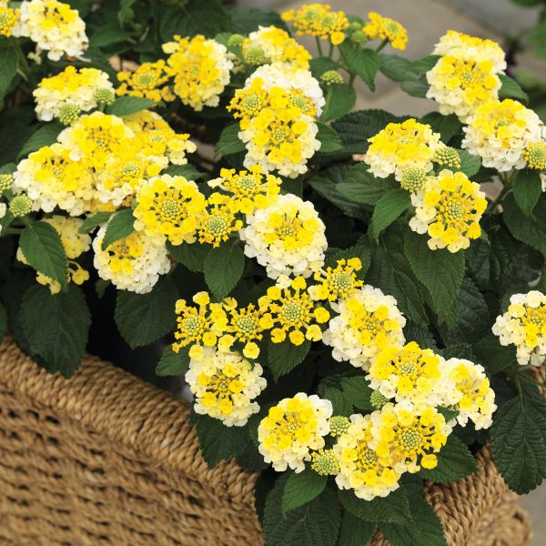 LANTANA BANDANA LEMON ZEST LANTANA