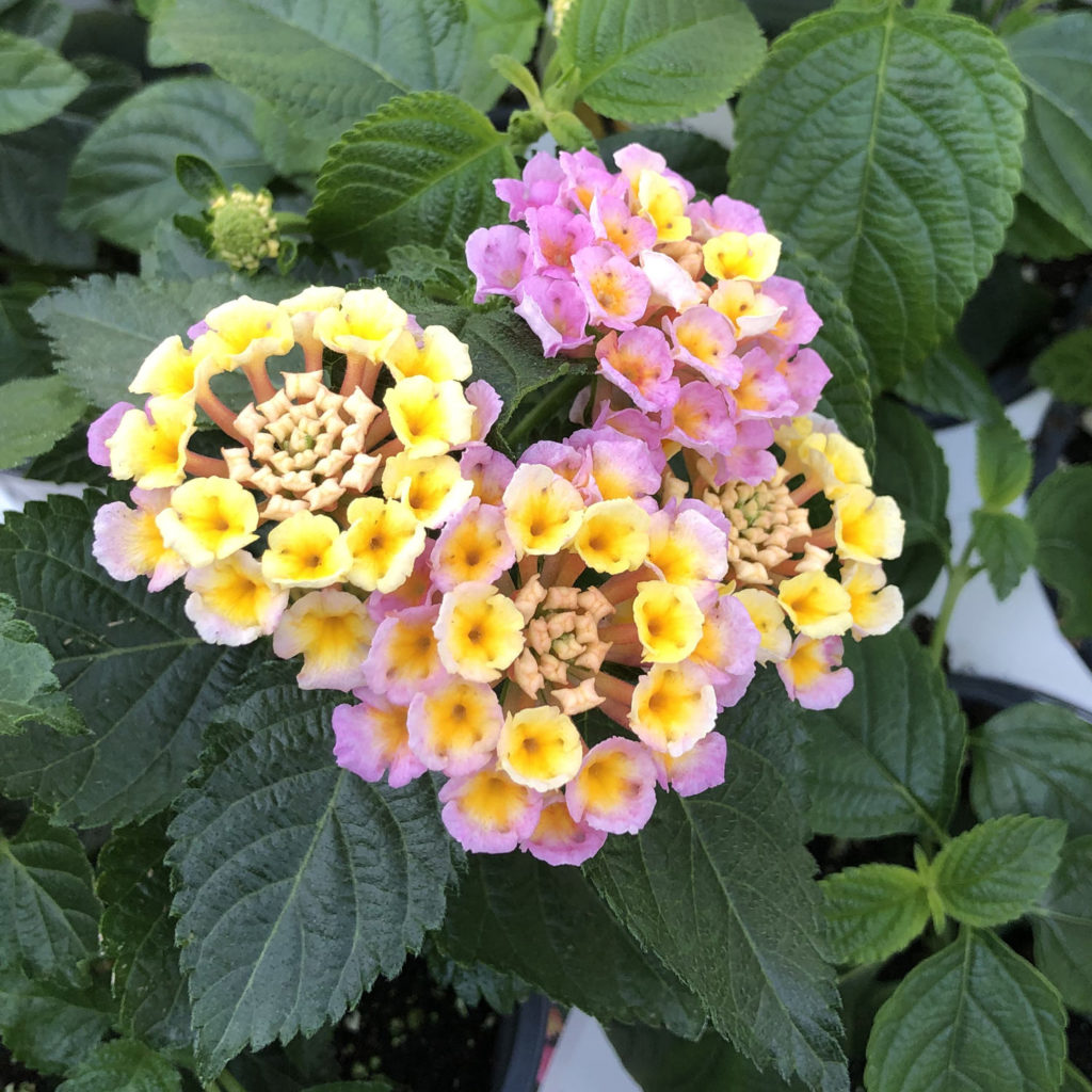 LANTANA BANDANA PINK LANTANA