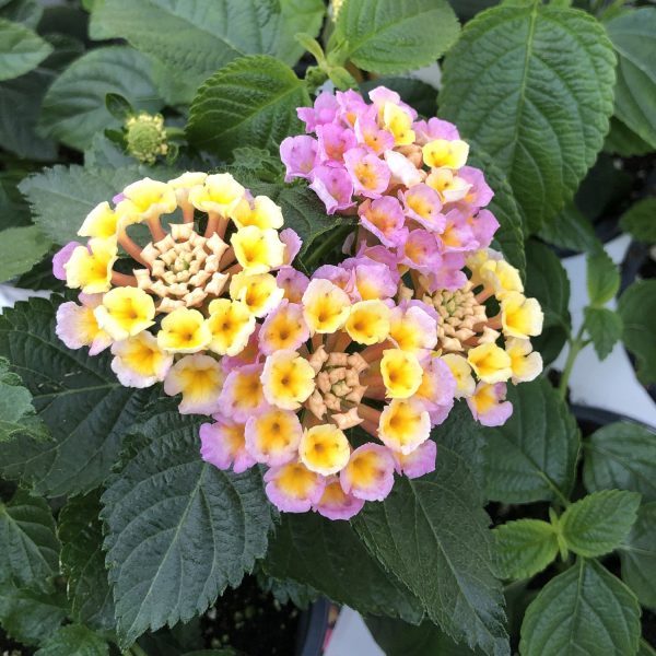 LANTANA BANDANA PINK LANTANA