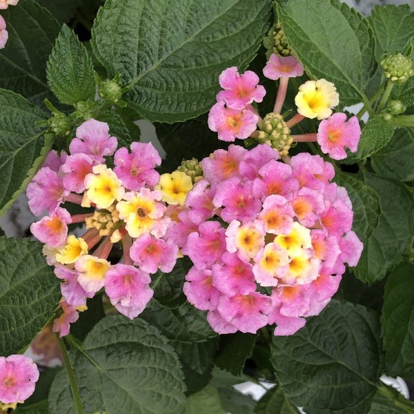 LANTANA BANDANA PINK LANTANA