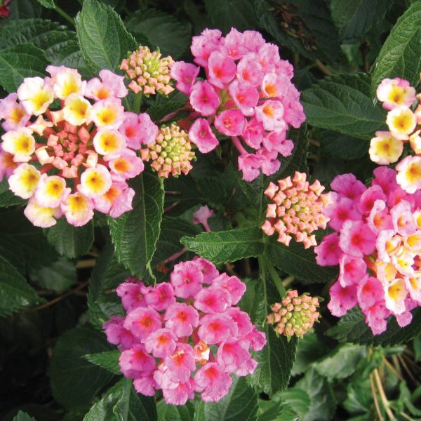 LANTANA BANDANA PINK LANTANA