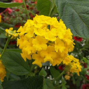 LANTANA LUSCIOUS BANANARAMA LANTANA