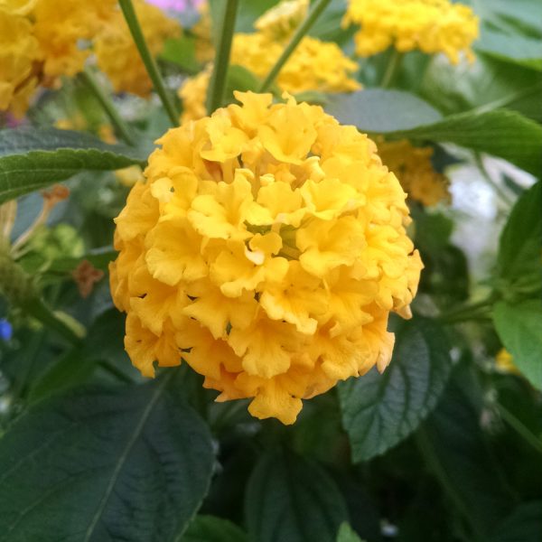 LANTANA LUSCIOUS BANANARAMA LANTANA