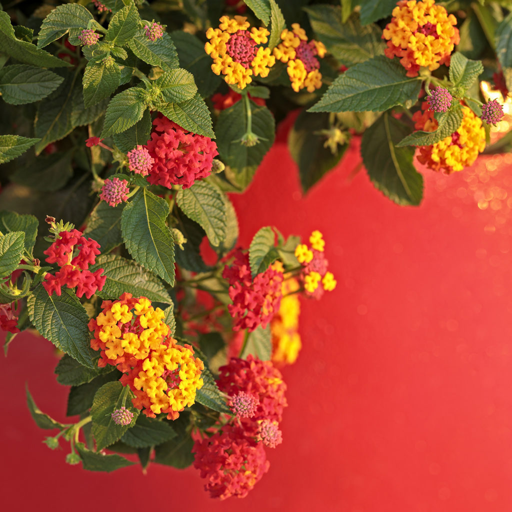 LANTANA LUSCIOUS BERRY BLEND LANTANA