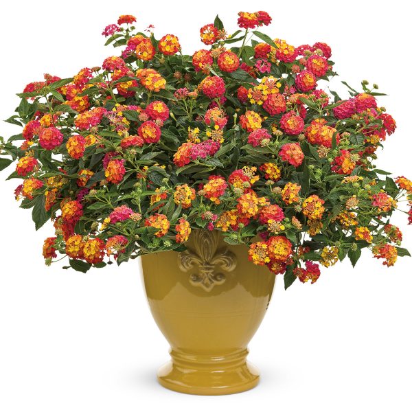 LANTANA LUSCIOUS BERRY BLEND LANTANA